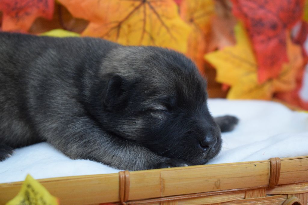 De Leyristone - Chiots disponibles - Eurasier