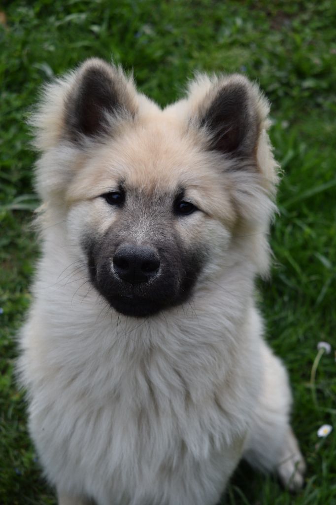 De Leyristone - Chiots disponibles - Eurasier