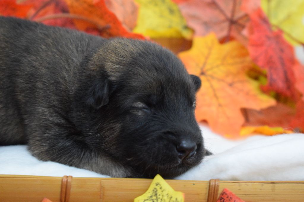 De Leyristone - Chiots disponibles - Eurasier
