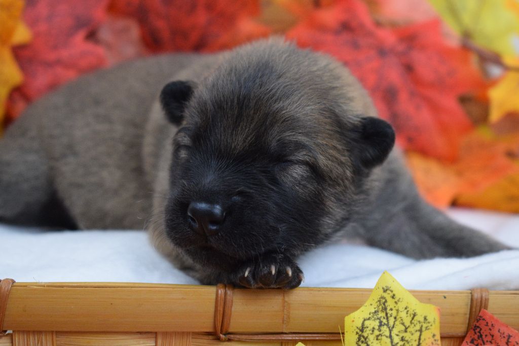 De Leyristone - Chiots disponibles - Eurasier