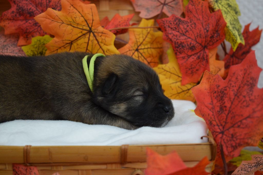 De Leyristone - Chiots disponibles - Eurasier