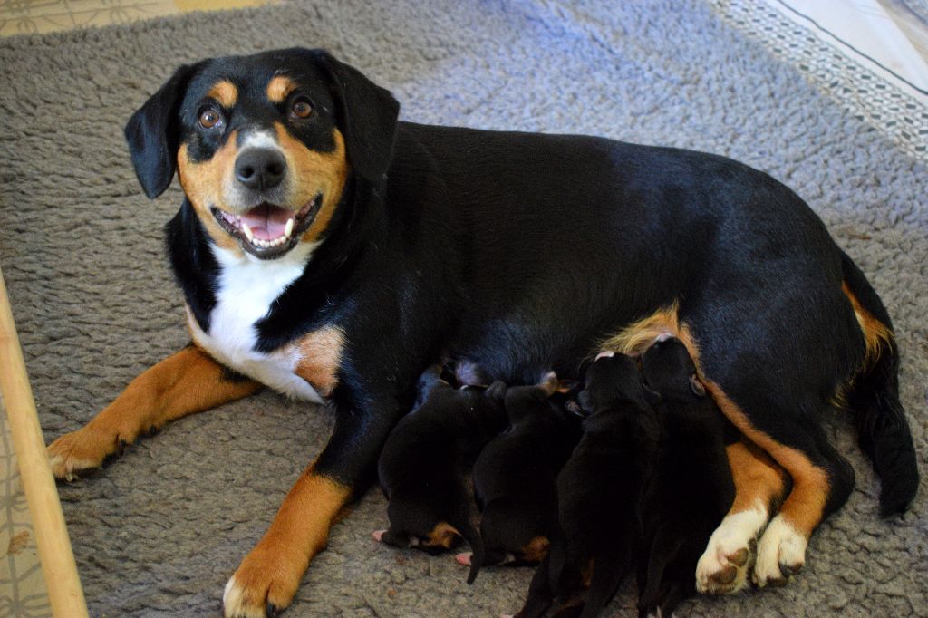 Chiot Bouvier de l'Entlebuch De Leyristone